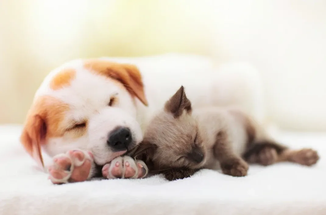A white and tan puppy and a Siamese kitten asleep side by side on a soft white blanket
